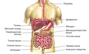 Пищеварительная система